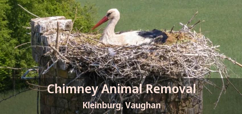 Chimney Animal Removal Kleinburg, Vaughan - ON