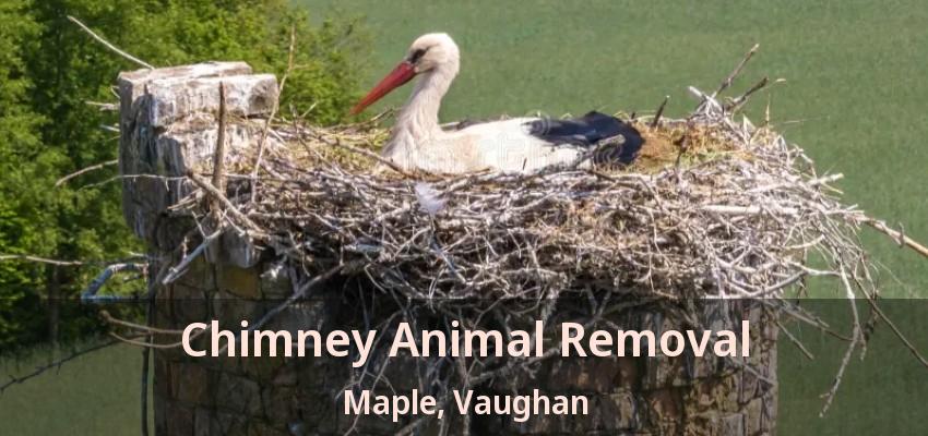 Chimney Animal Removal Maple, Vaughan - ON