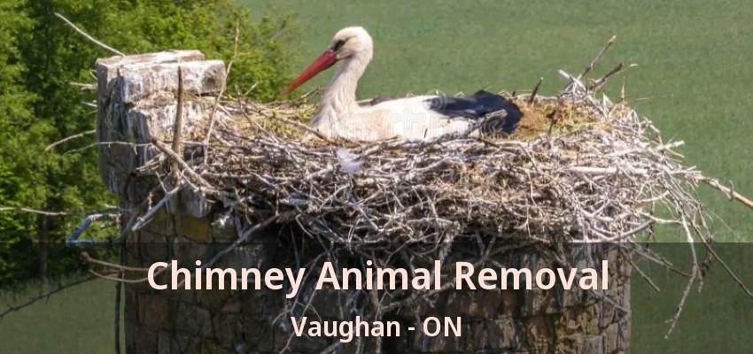 Chimney Animal Removal Vaughan - ON