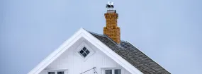 Chimney Nest Removal Kleinburg, Vaughan